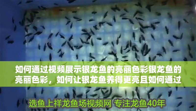 魚缸過濾器選購指南:自制魚缸過濾器魚缸上置過濾器對于養魚愛好者的必備知識 如何通過視頻展示銀龍魚的亮麗色彩銀龍魚的亮麗色彩,如何讓銀龍魚養得更亮且如何通過視頻展示銀龍魚亮麗色彩 銀龍魚百科 如何通過視頻展示銀龍魚的亮麗色彩銀龍魚的亮麗色彩,如何讓銀龍魚養得更亮且如何通過視頻展示銀龍魚亮麗色彩 如何通過視頻展示銀龍魚的亮麗色彩銀龍魚的亮麗色彩,如何讓銀龍魚養得更亮且如何通過視頻展示銀龍魚亮麗色彩 銀龍魚百科