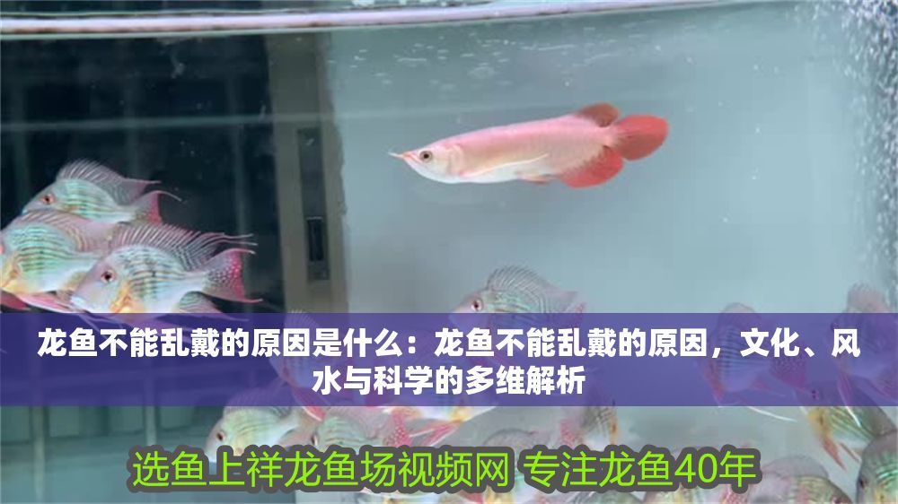 龍魚不能亂戴的原因是什么：龍魚不能亂戴的原因，文化、風水與科學的多維解析