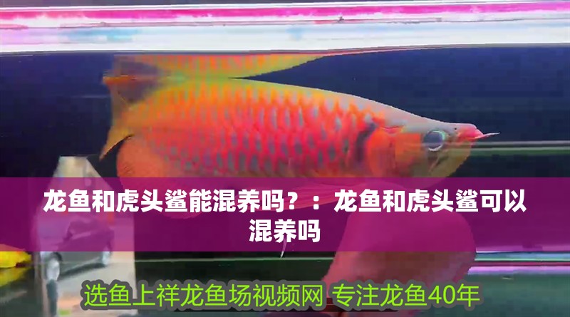 龍魚和虎頭鯊能混養嗎？：龍魚和虎頭鯊可以混養嗎