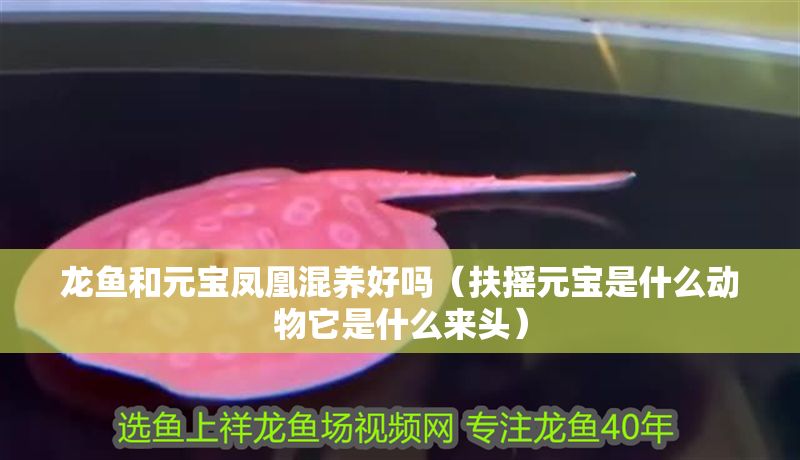 龍魚和元寶鳳凰混養(yǎng)好嗎（扶搖元寶是什么動(dòng)物它是什么來頭）