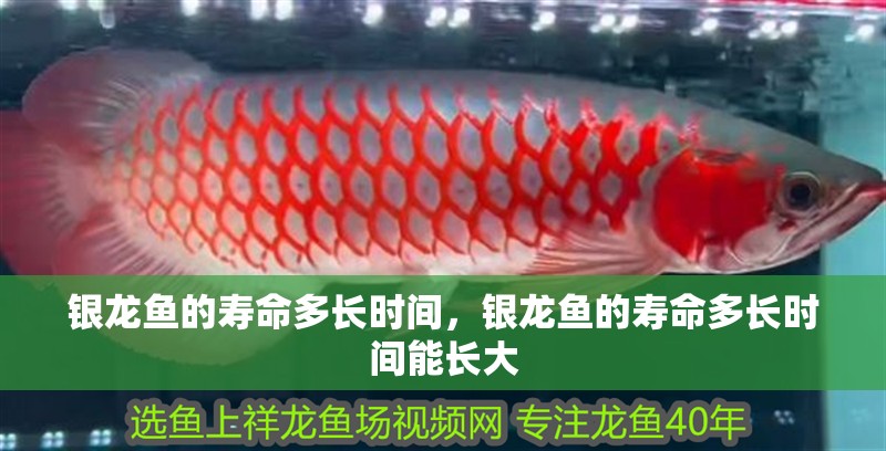 銀龍魚的壽命多長時間，銀龍魚的壽命多長時間能長大