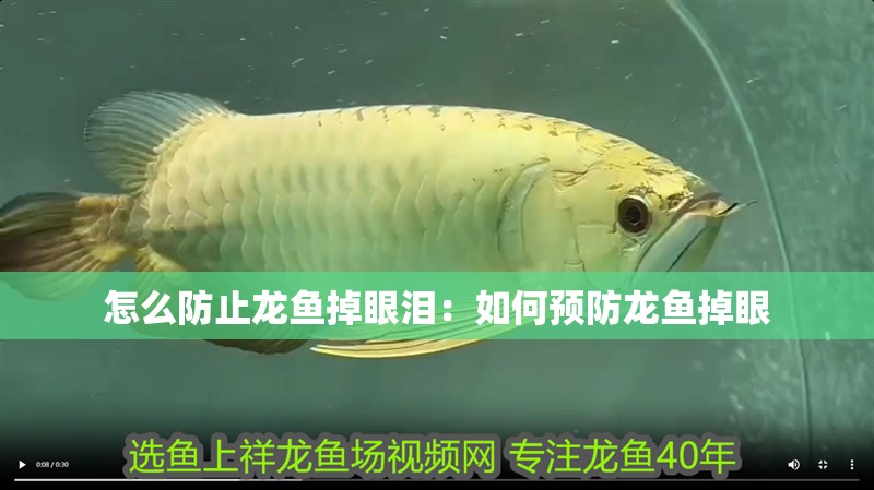 怎么防止龍魚掉眼淚：如何預防龍魚掉眼