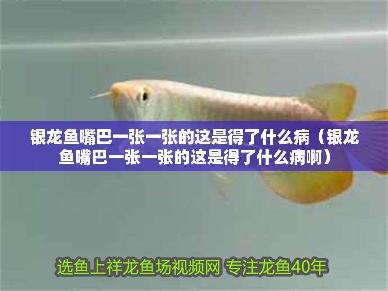 銀龍魚嘴巴一張一張的這是得了什么病（銀龍魚嘴巴一張一張的這是得了什么病啊）