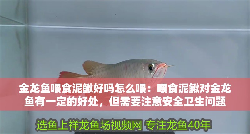 金龍魚喂食泥鰍好嗎怎么喂：喂食泥鰍對金龍魚有一定的好處，但需要注意安全衛生問題