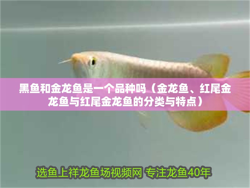 黑魚和金龍魚是一個品種嗎（金龍魚、紅尾金龍魚與紅尾金龍魚的分類與特點）