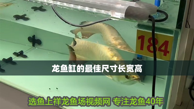 龍魚缸的最佳尺寸長寬高