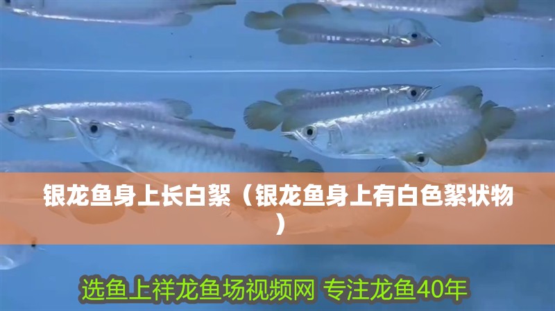 銀龍魚身上長白絮（銀龍魚身上有白色絮狀物）
