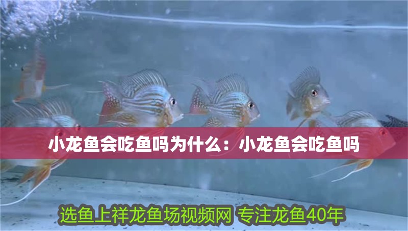小龍魚會(huì)吃魚嗎為什么：小龍魚會(huì)吃魚嗎