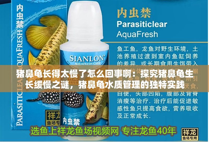 豬鼻龜長(zhǎng)得太慢了怎么回事啊：探究豬鼻龜生長(zhǎng)緩慢之謎，豬鼻龜水質(zhì)管理的獨(dú)特實(shí)踐