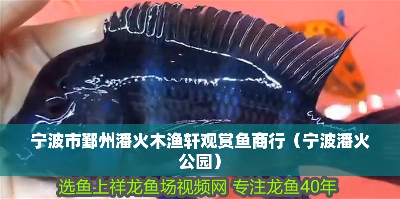 寧波市鄞州潘火木漁軒觀賞魚商行（寧波潘火公園）