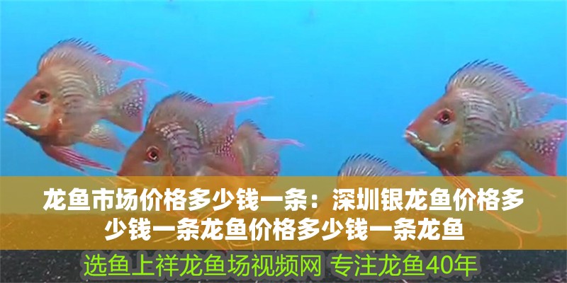 龍魚市場價格多少錢一條：深圳銀龍魚價格多少錢一條龍魚價格多少錢一條龍魚