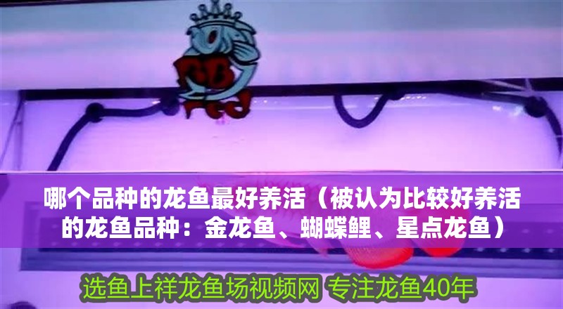 哪個品種的龍魚最好養活（被認為比較好養活的龍魚品種：金龍魚、蝴蝶鯉、星點龍魚）