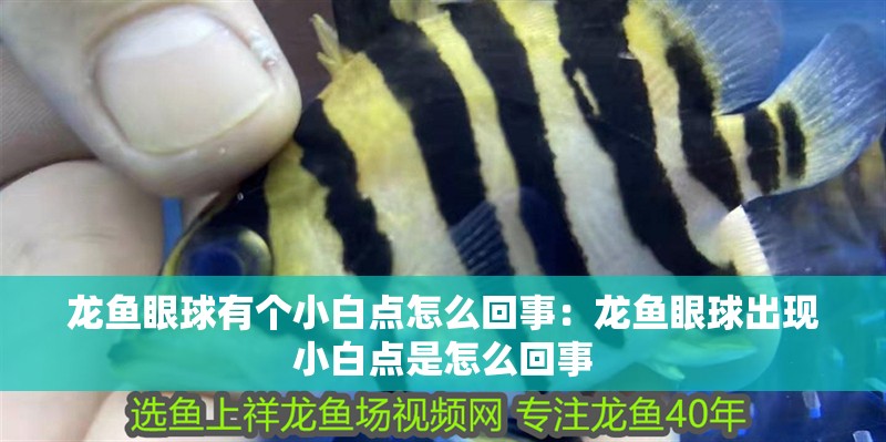 龍魚眼球有個小白點怎么回事：龍魚眼球出現小白點是怎么回事