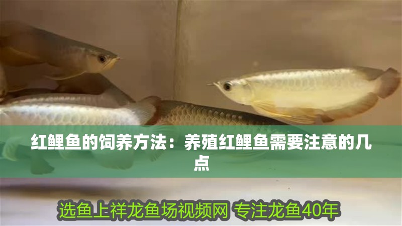 紅鯉魚的飼養方法：養殖紅鯉魚需要注意的幾點