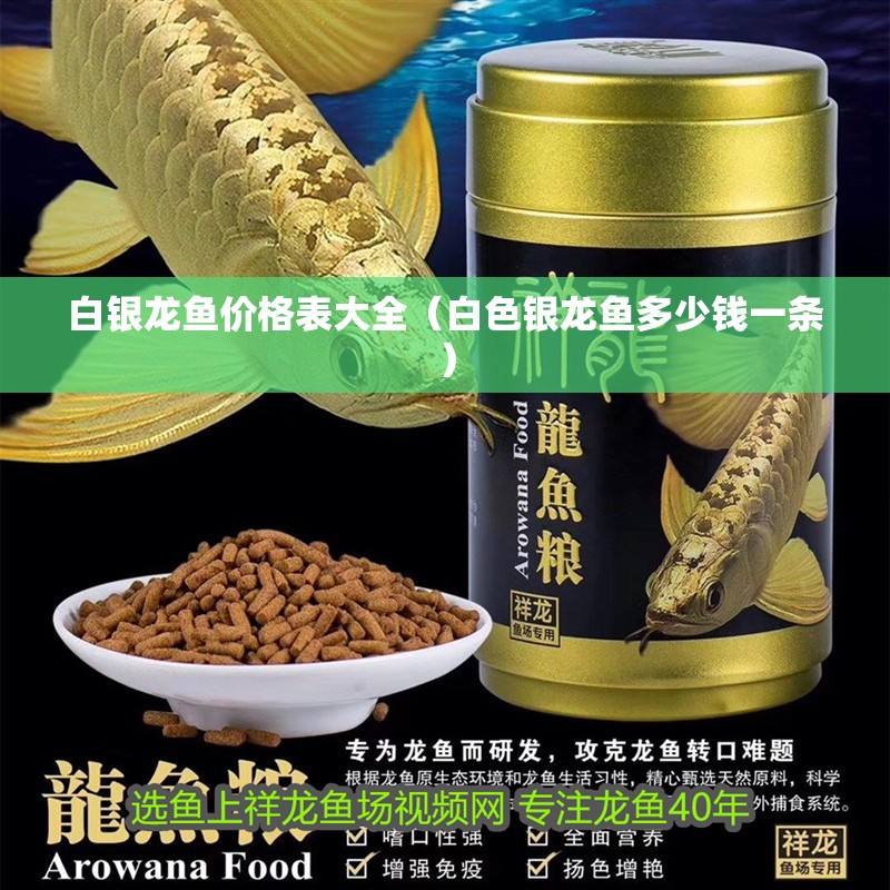 白銀龍魚價格表大全（白色銀龍魚多少錢一條）