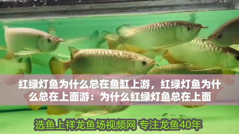 紅綠燈魚為什么總在魚缸上游，紅綠燈魚為什么總在上面游：為什么紅綠燈魚總在上面