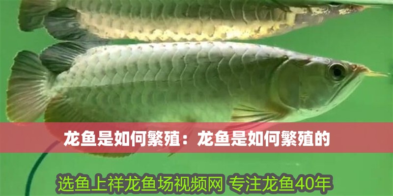 龍魚是如何繁殖：龍魚是如何繁殖的