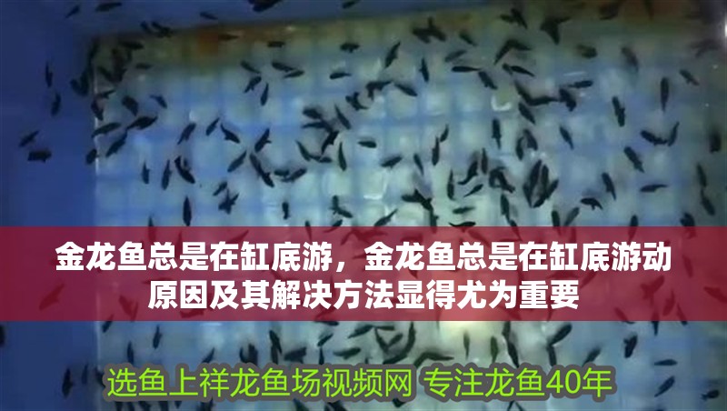 我的虎魚真菌感染了要怎么處理 金龍魚總是在缸底游,金龍魚總是在缸底游動原因及其解決方法顯得尤為重要 龍魚百科 金龍魚總是在缸底游,金龍魚總是在缸底游動原因及其解決方法顯得尤為重要 金龍魚總是在缸底游,金龍魚總是在缸底游動原因及其解決方法顯得尤為重要 龍魚百科