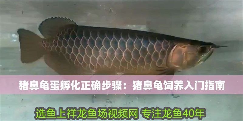 豬鼻龜?shù)胺趸_步驟：豬鼻龜飼養(yǎng)入門指南