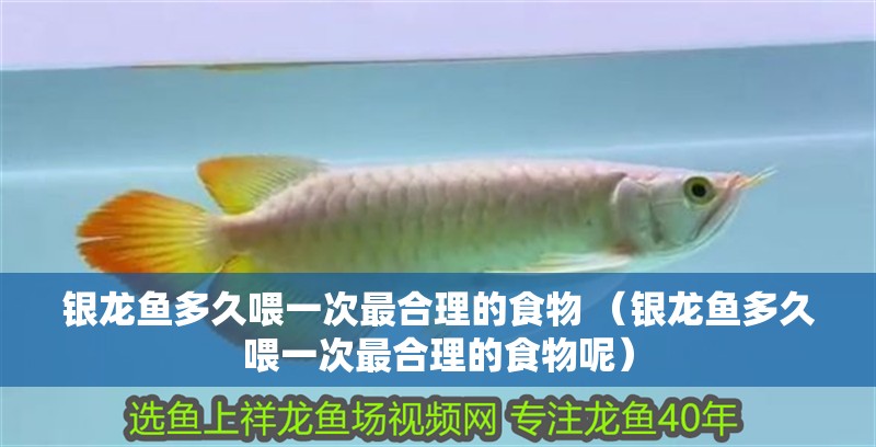 銀龍魚多久喂一次最合理的食物 （銀龍魚多久喂一次最合理的食物呢） 銀龍魚多久喂一次最合理的食物 （銀龍魚多久喂一次最合理的食物呢） 銀龍魚百科