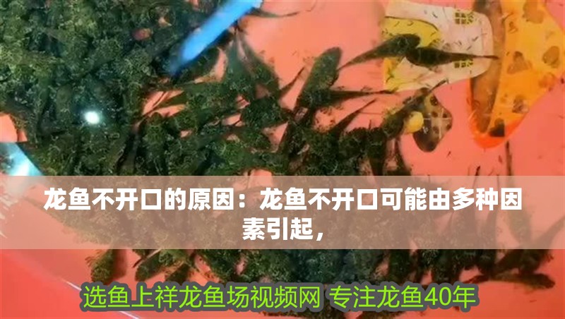 龍魚不開口的原因：龍魚不開口可能由多種因素引起，