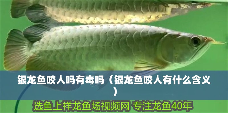 銀龍魚咬人嗎有毒嗎（銀龍魚咬人有什么含義）