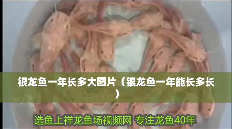 銀龍魚一年長(zhǎng)多大圖片（銀龍魚一年能長(zhǎng)多長(zhǎng)）