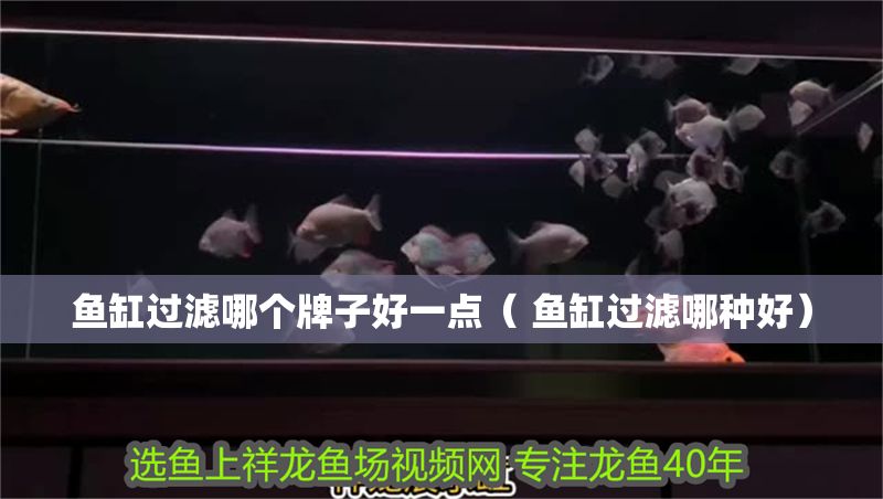 魚缸過濾哪個牌子好一點（ 魚缸過濾哪種好） 魚缸過濾哪個牌子好一點（ 魚缸過濾哪種好） 錦鯉魚百科 第1張