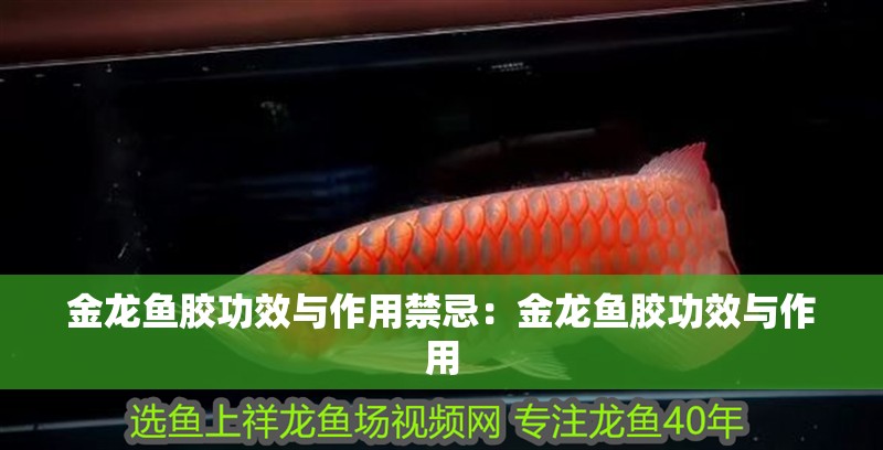 金龍魚膠功效與作用禁忌：金龍魚膠功效與作用