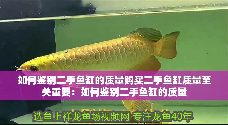 如何鑒別二手魚缸的質量購買二手魚缸質量至關重要：如何鑒別二手魚缸的質量