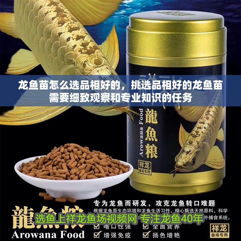 龍魚苗怎么選品相好的，挑選品相好的龍魚苗需要細致觀察和專業(yè)知識的任務