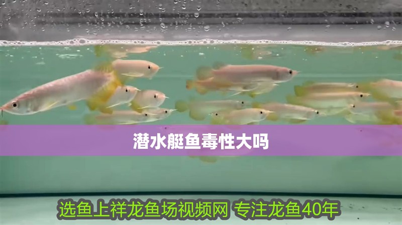 潛水艇魚毒性大嗎
