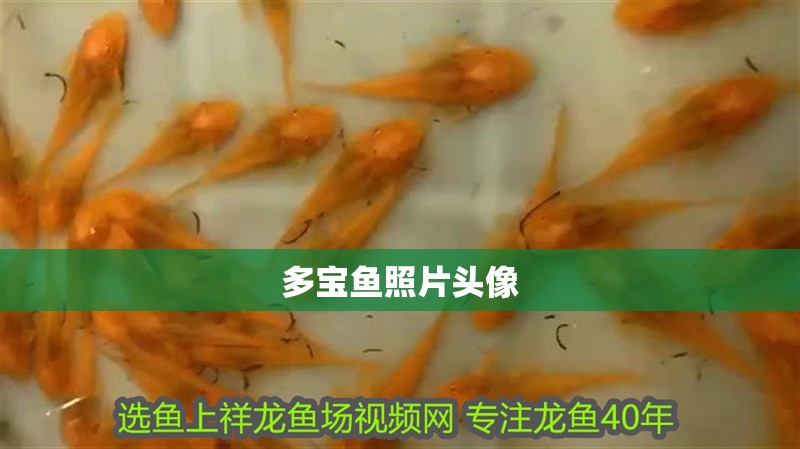 多寶魚照片頭像 多寶魚照片頭像 龍魚論壇