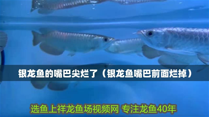 銀龍魚的嘴巴尖爛了（銀龍魚嘴巴前面爛掉）