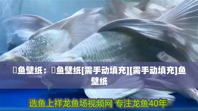 魟魚壁紙：魟魚壁紙[需手動(dòng)填充][需手動(dòng)填充]魚壁紙 魟魚壁紙：魟魚壁紙[需手動(dòng)填充][需手動(dòng)填充]魚壁紙 魟魚百科 第4張