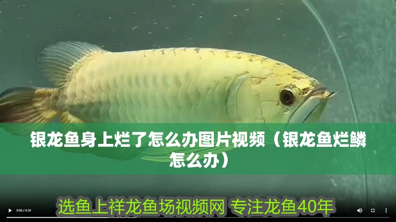 銀龍魚身上爛了怎么辦圖片視頻（銀龍魚爛鱗怎么辦）