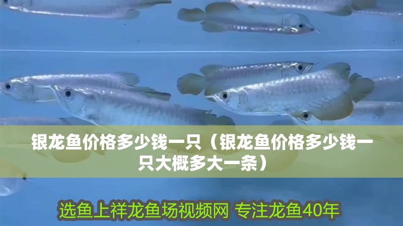 銀龍魚價(jià)格多少錢一只（銀龍魚價(jià)格多少錢一只大概多大一條）