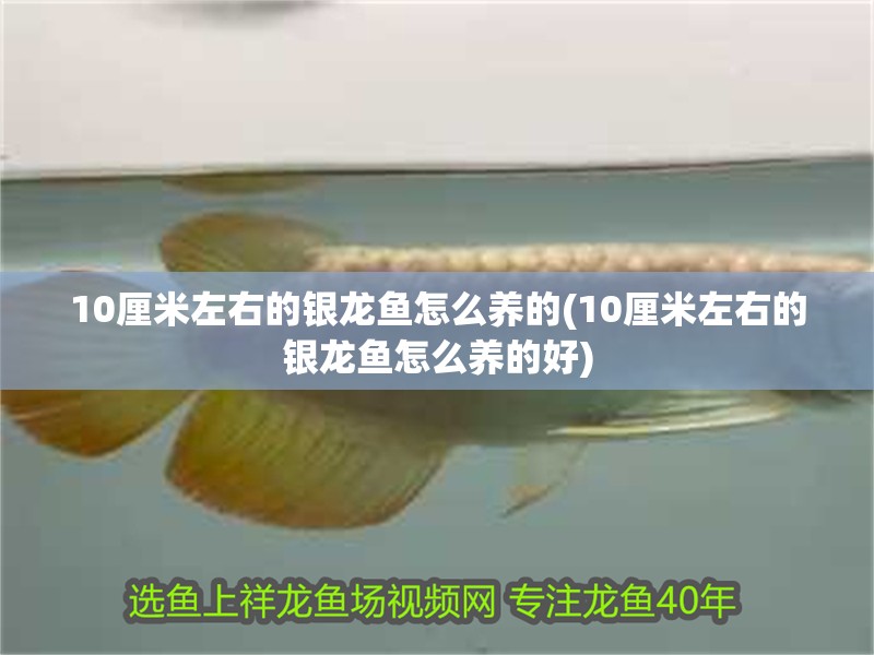 10厘米左右的銀龍魚怎么養(yǎng)的(10厘米左右的銀龍魚怎么養(yǎng)的好)