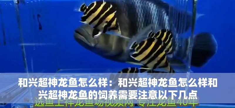 和興超神龍魚怎么樣：和興超神龍魚怎么樣和興超神龍魚的飼養(yǎng)需要注意以下幾點