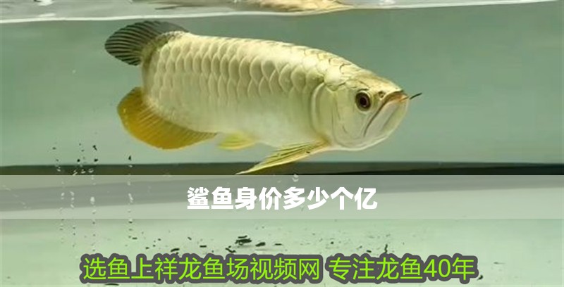 鯊魚身價多少個億