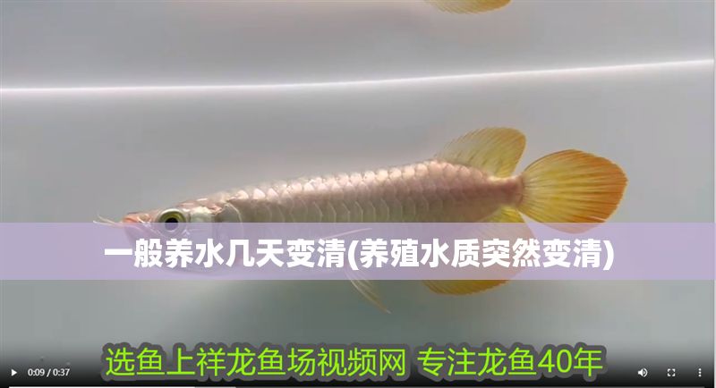 一般養水幾天變清(養殖水質突然變清)