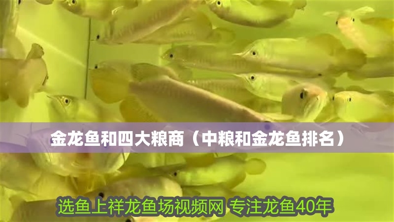 金龍魚和四大糧商（中糧和金龍魚排名）