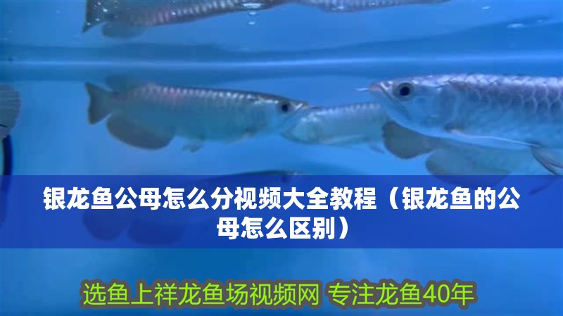 銀龍魚公母怎么分視頻大全教程（銀龍魚的公母怎么區(qū)別）