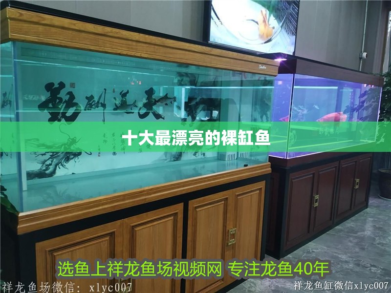 十大最漂亮的裸缸魚