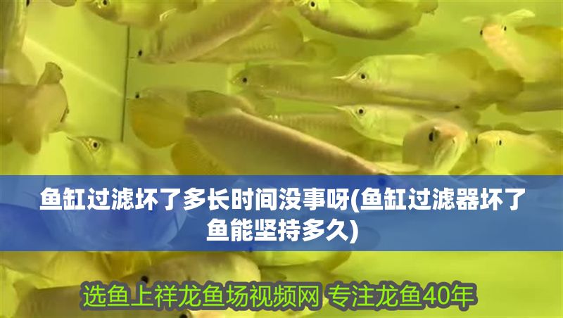 魚缸過濾壞了多長時間沒事呀(魚缸過濾器壞了魚能堅持多久)