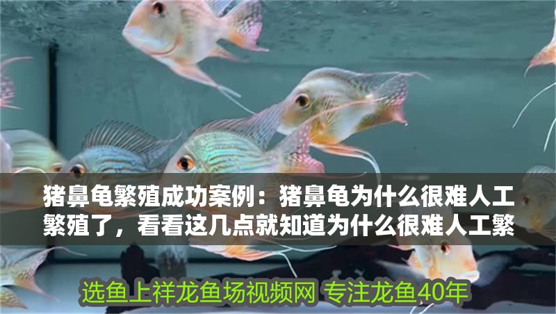 豬鼻龜繁殖成功案例：豬鼻龜為什么很難人工繁殖了，看看這幾點就知道為什么很難人工繁殖了
