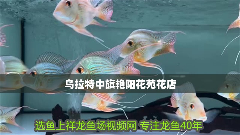 烏拉特中旗艷陽(yáng)花苑花店