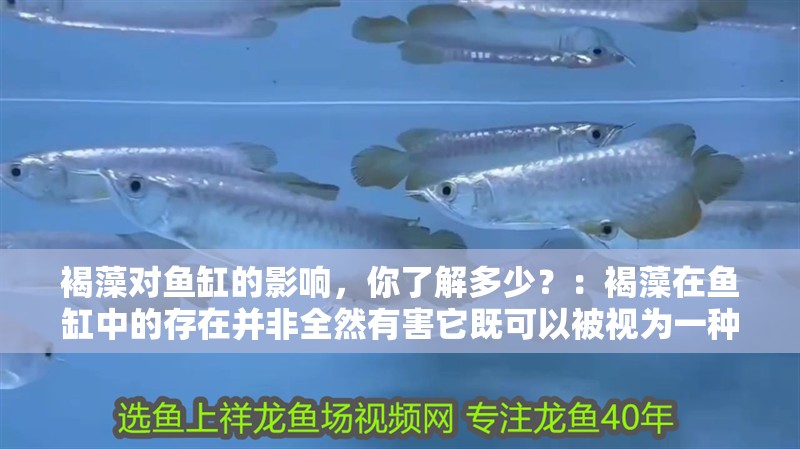 褐藻對魚缸的影響，你了解多少？：褐藻在魚缸中的存在并非全然有害它既可以被視為一種有益的生物