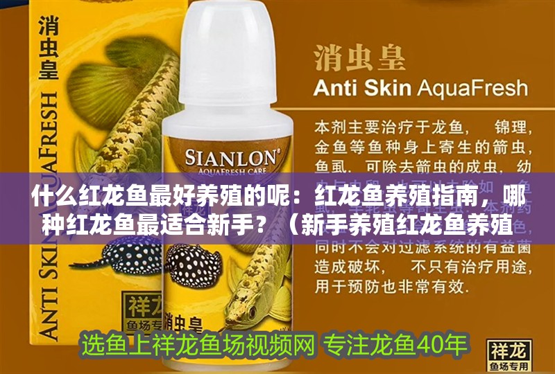 什么紅龍魚最好養(yǎng)殖的呢：紅龍魚養(yǎng)殖指南，哪種紅龍魚最適合新手？（新手養(yǎng)殖紅龍魚養(yǎng)殖紅龍魚的優(yōu)缺點(diǎn)：紅龍魚養(yǎng)殖指南）