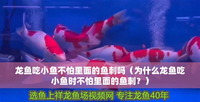 龍魚吃小魚不怕里面的魚刺嗎（為什么龍魚吃小魚時不怕里面的魚刺？）